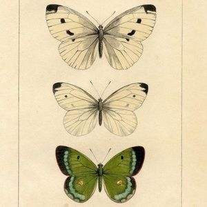 Meet your Posher, Shae